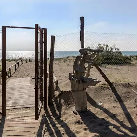 Seaside In Pine Forest